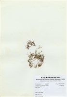 藏品(匍匐擬石花)的圖片